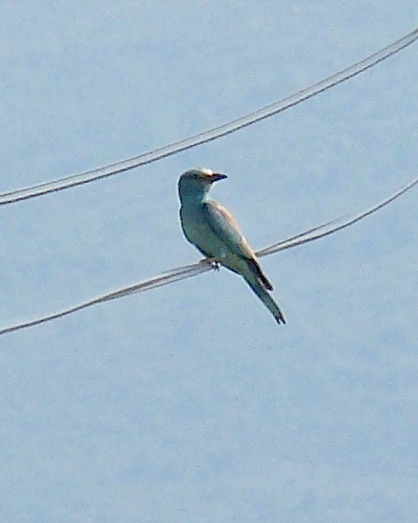 roller